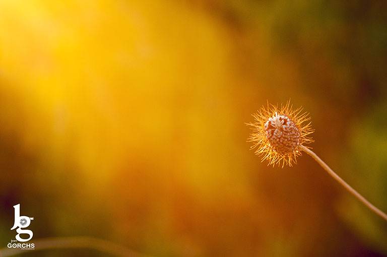 Fotografia de Joan Gorchs