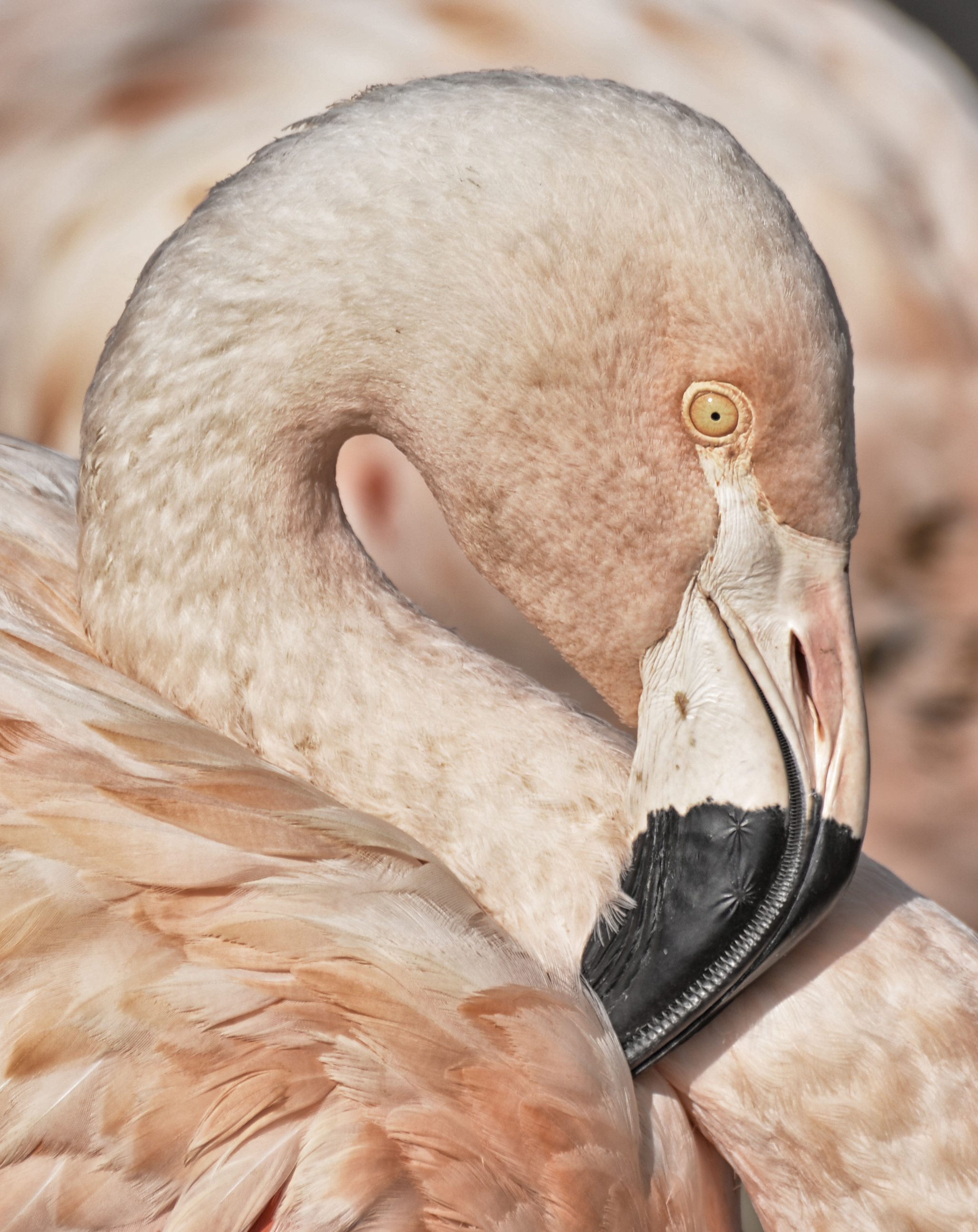 Fotografia de Joan Gorchs